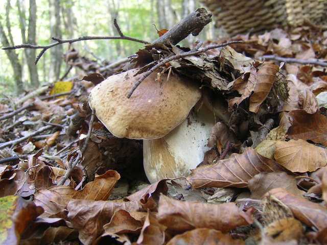 boletus edulis