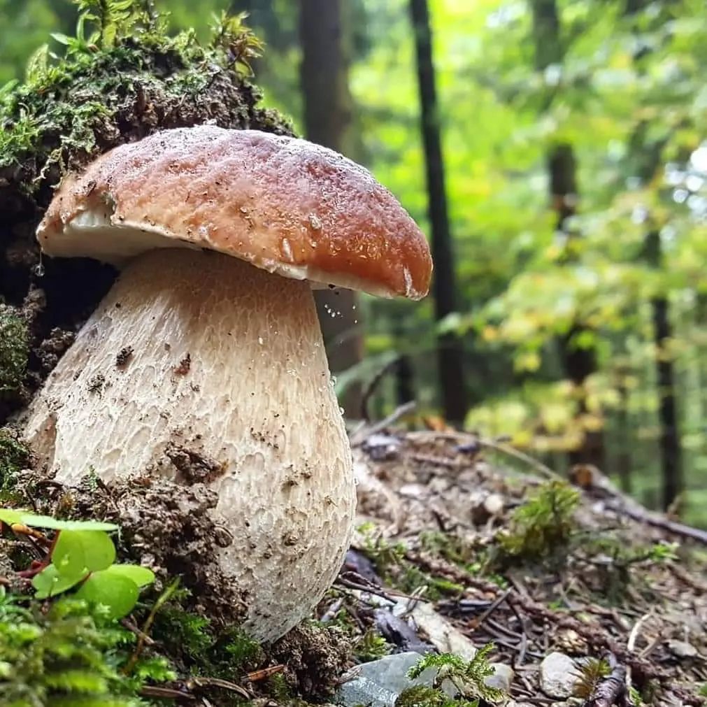 Funghi porcini nel loro habitat naturale