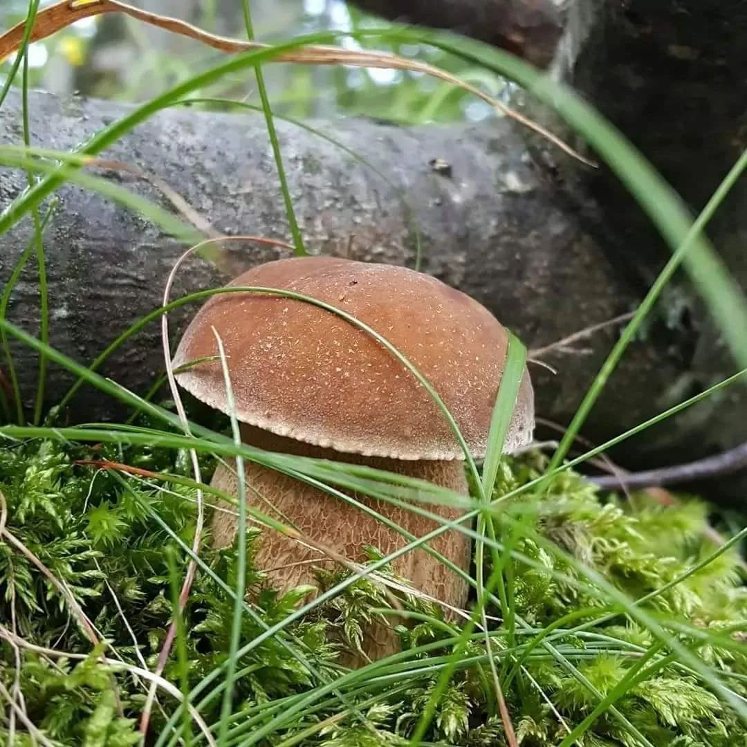 Boletus mushrooms in their natural habitat