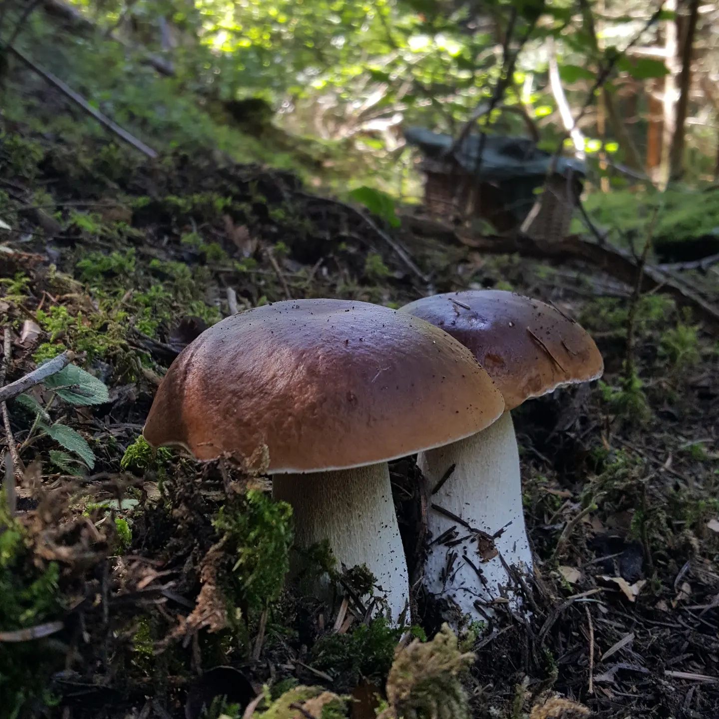 Boletus mushrooms in their natural habitat