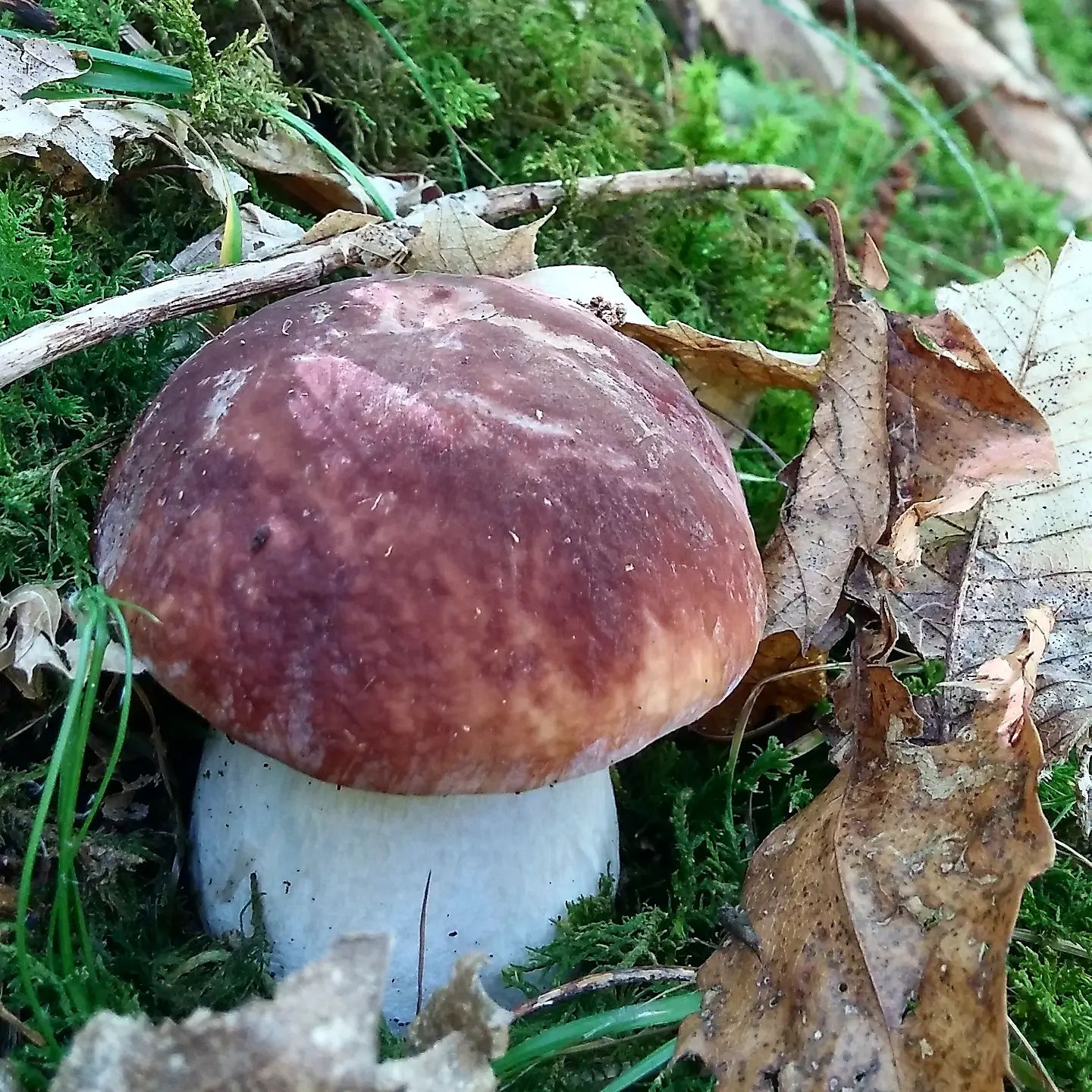 Funghi porcini nel loro habitat naturale