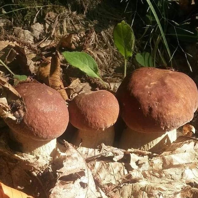 Boletus mushrooms in their natural habitat