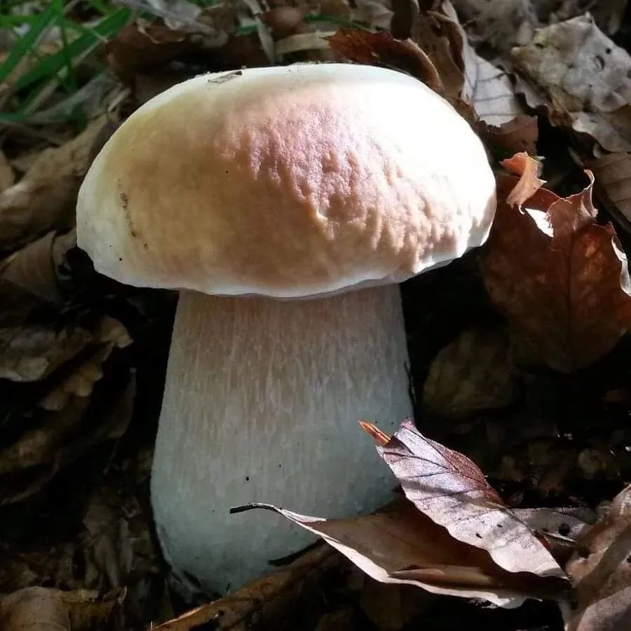Funghi porcini nel loro habitat naturale