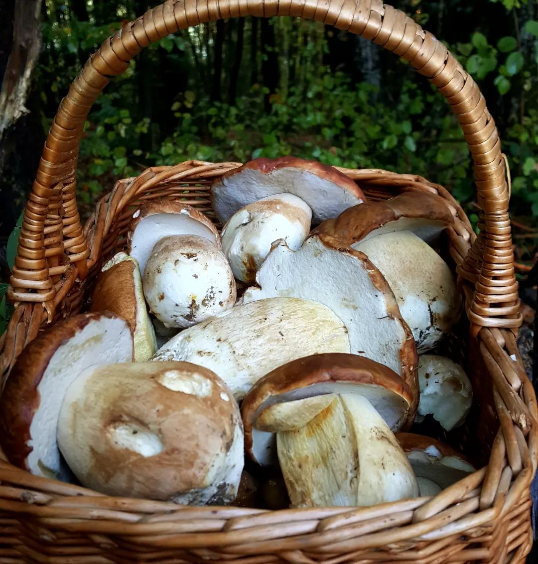 Funghi porcini nel loro habitat naturale