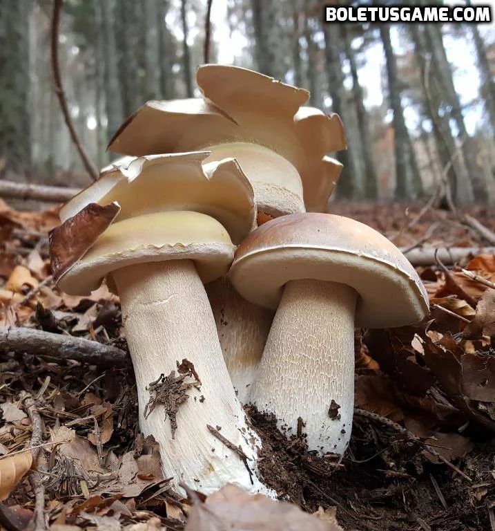 Boletus mushrooms in their natural habitat