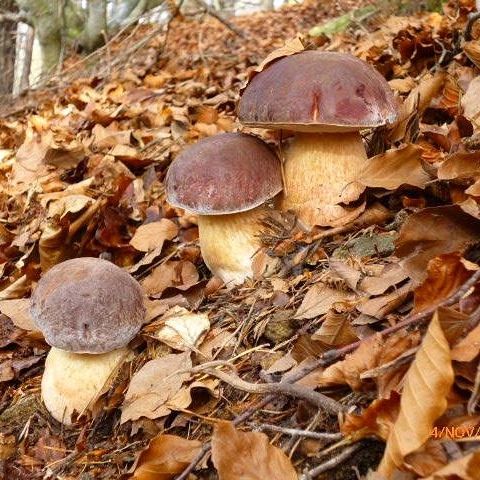 Funghi porcini nel loro habitat naturale