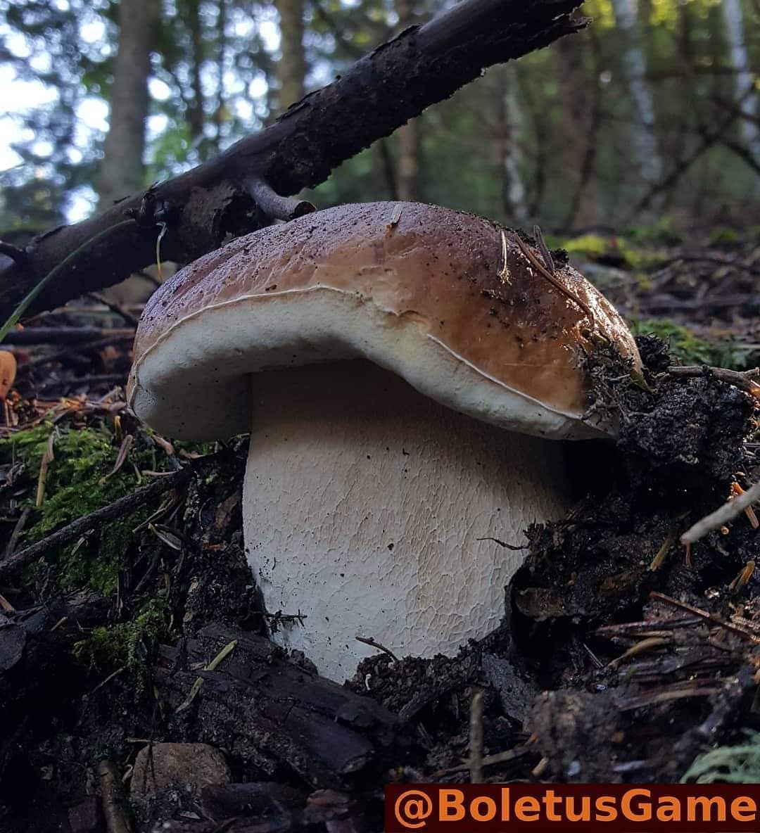 Funghi porcini nel loro habitat naturale